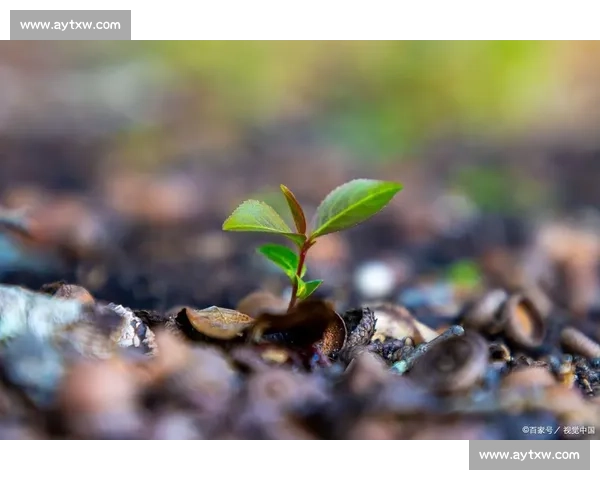 破茧成蝶:在磕碰中淬炼生命的韧性 破茧成蝶:在磕碰中淬炼生命的韧性